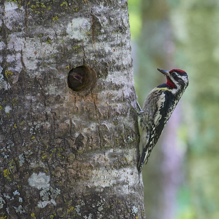 Yellow-bellied Sapsucker - ML62549491