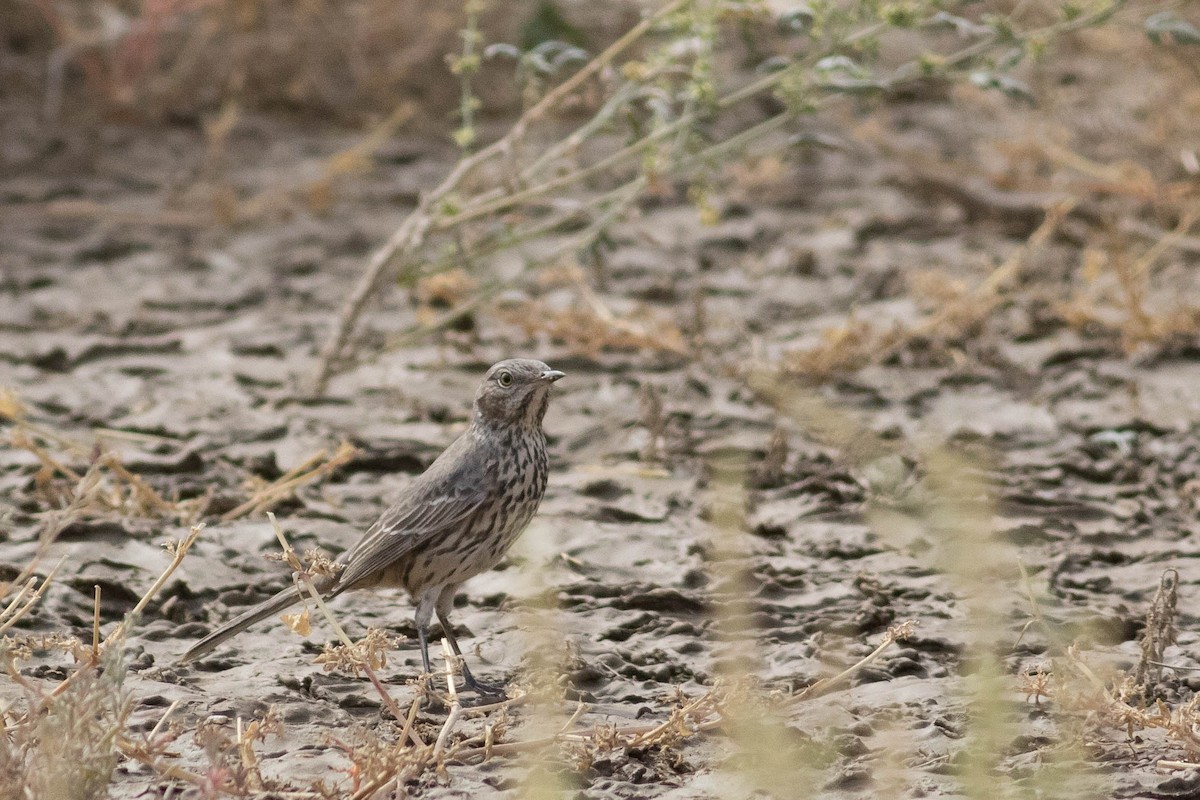 Sage Thrasher - Johnny Bovee