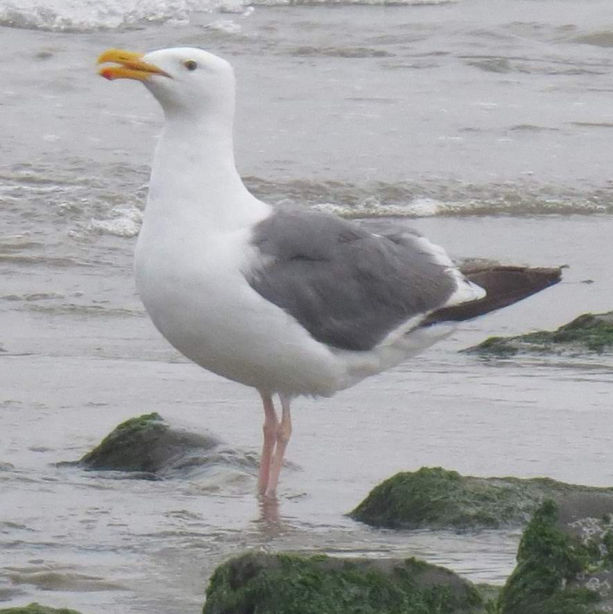 Western Gull - ML625495216