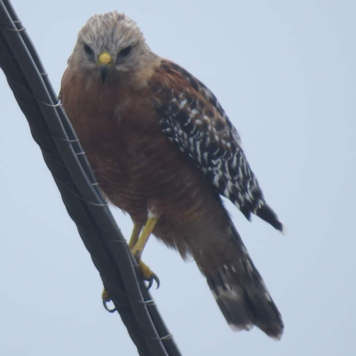 Red-shouldered Hawk - ML625495254