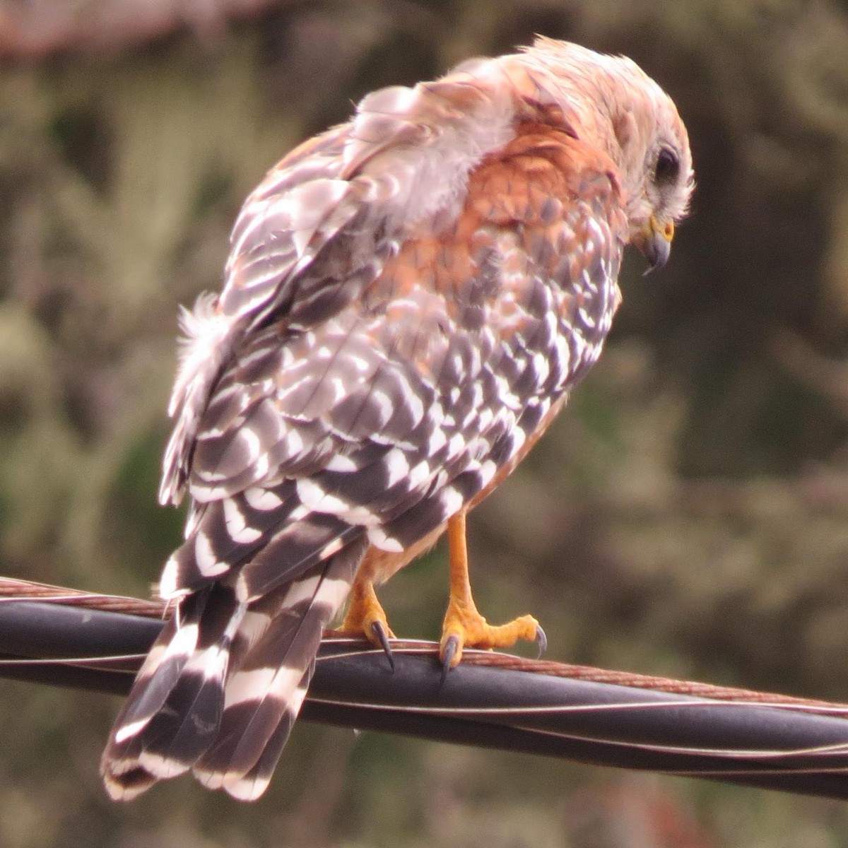 Red-shouldered Hawk - ML625495255