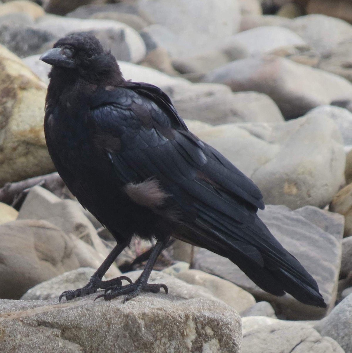 American Crow - ML625495259