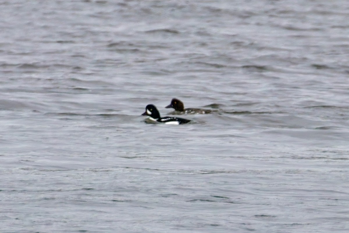 Barrow's Goldeneye - ML625495334