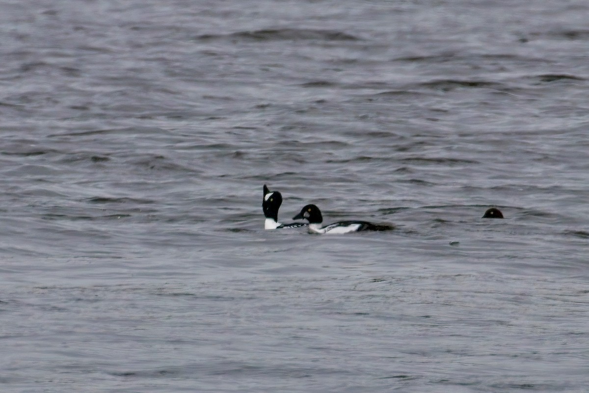 Barrow's Goldeneye - ML625495336