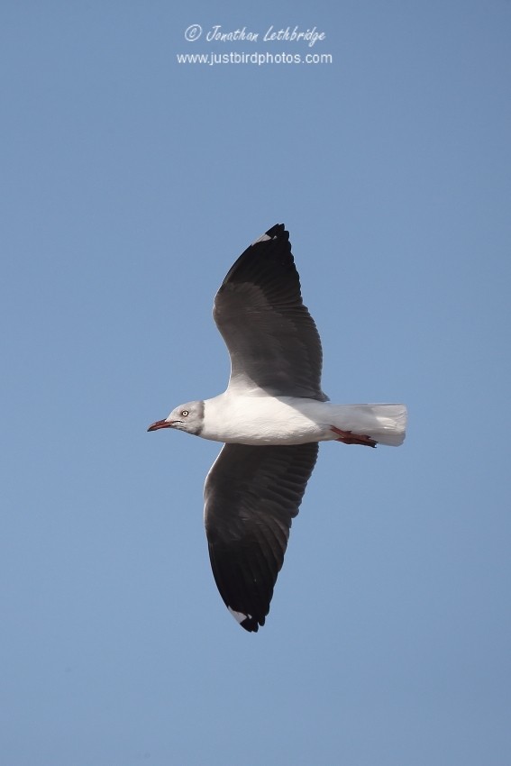 Gray-hooded Gull - ML625495392