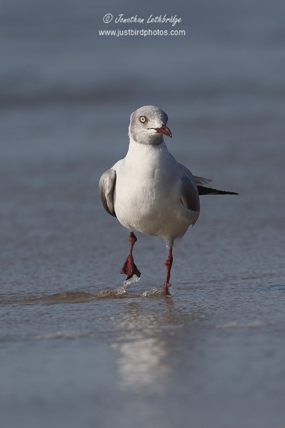 Gray-hooded Gull - ML625495393