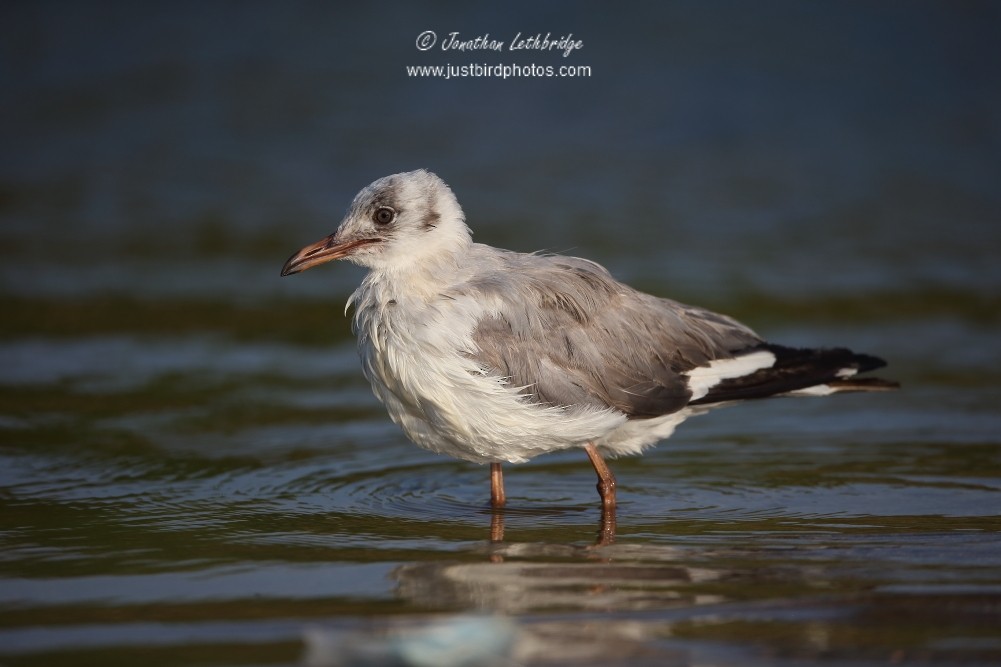 Gray-hooded Gull - ML625495394