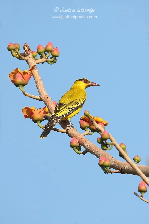 African Golden Oriole - ML625495521