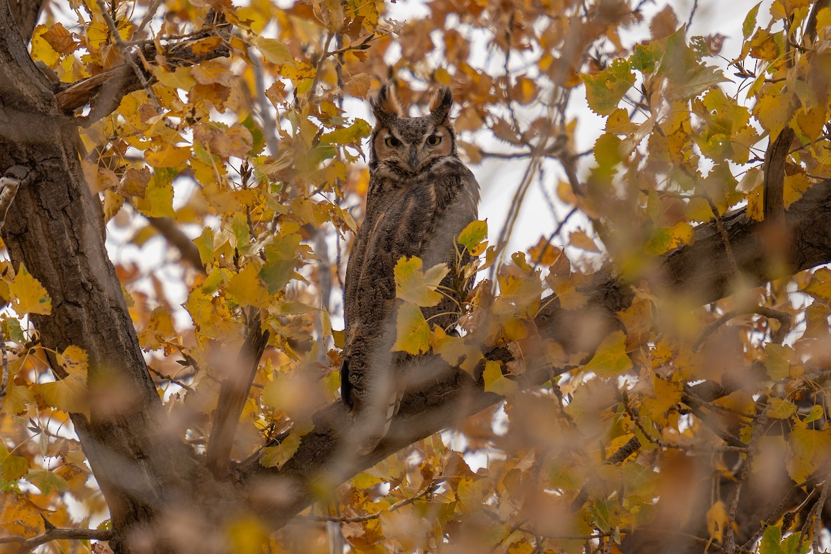 Great Horned Owl - ML625495537