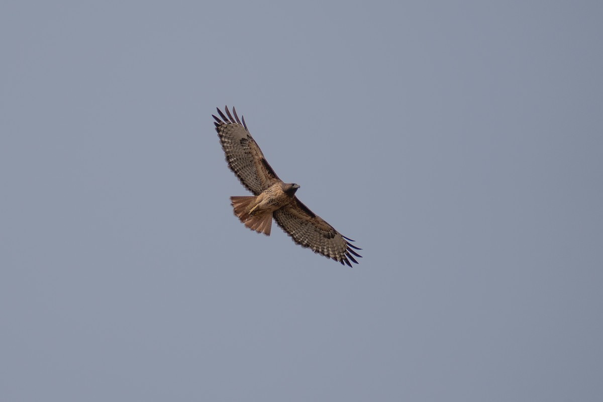 Red-tailed Hawk - ML625495564