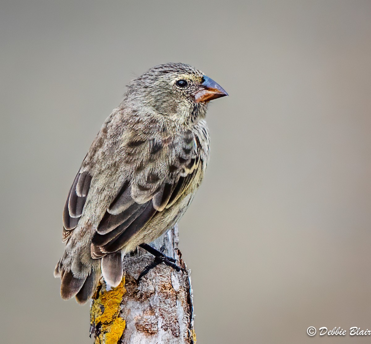 Medium Ground-Finch - ML625495597