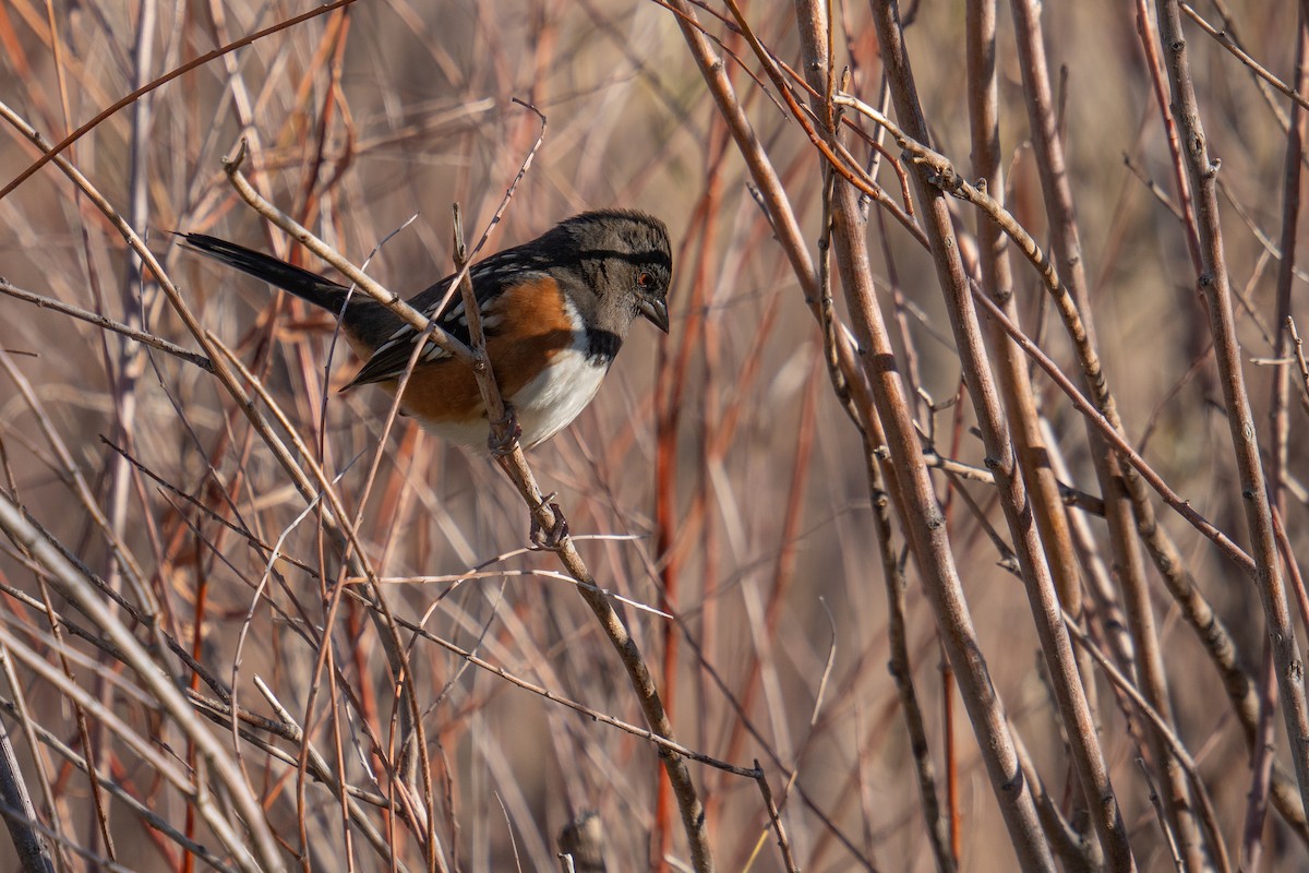 Spotted Towhee - ML625495680