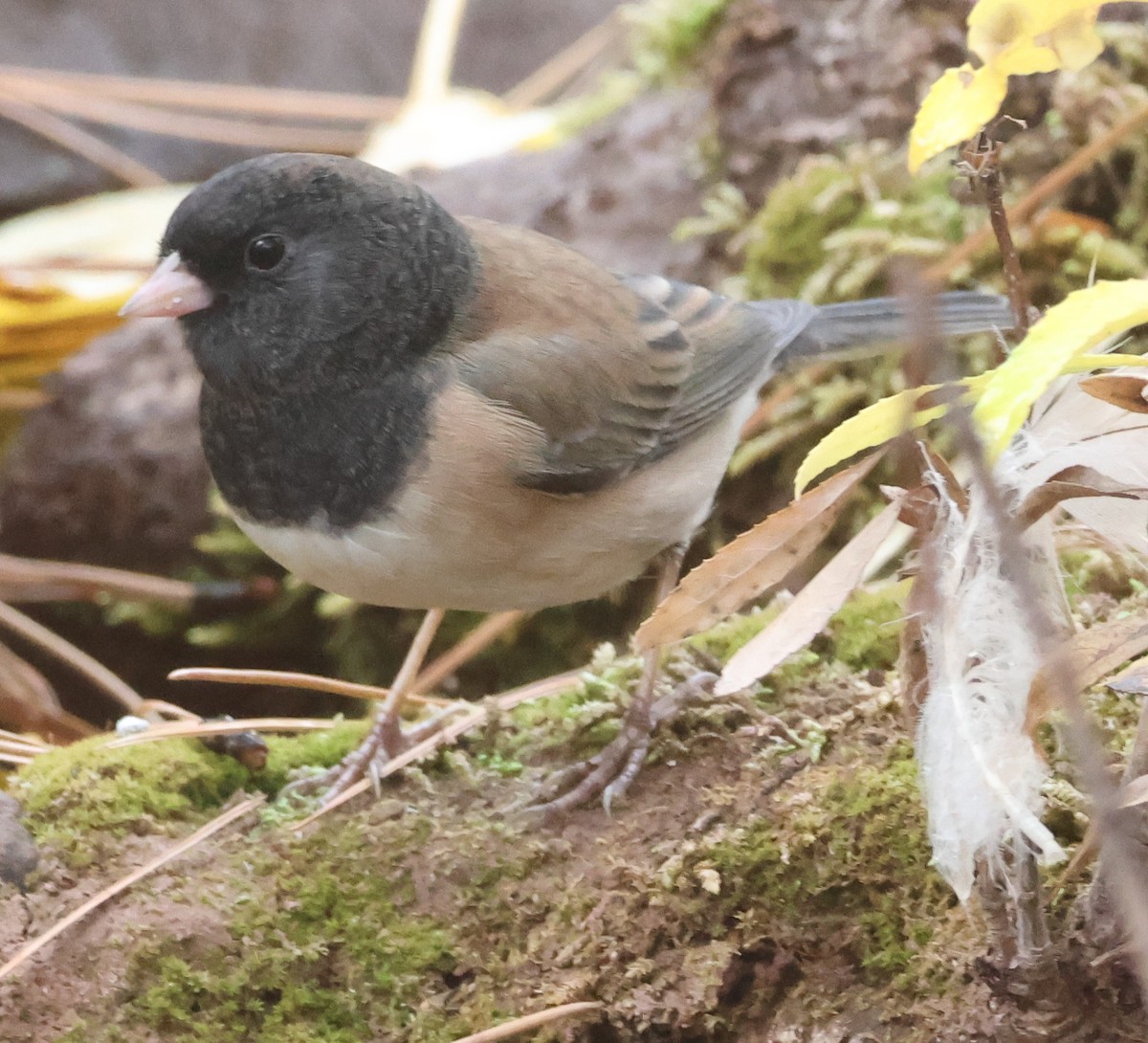 Dark-eyed Junco (Oregon) - ML625495683