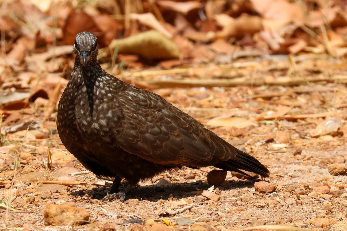 Chestnut-quilled Rock-Pigeon - ML625495717