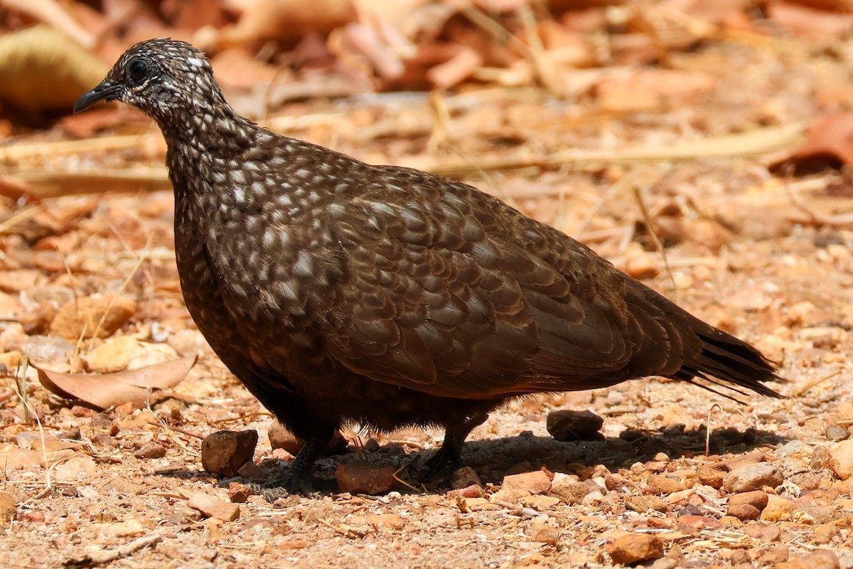 Chestnut-quilled Rock-Pigeon - ML625495718