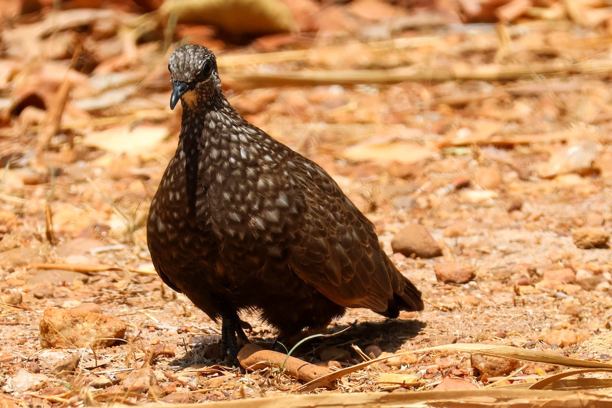 Chestnut-quilled Rock-Pigeon - ML625495719