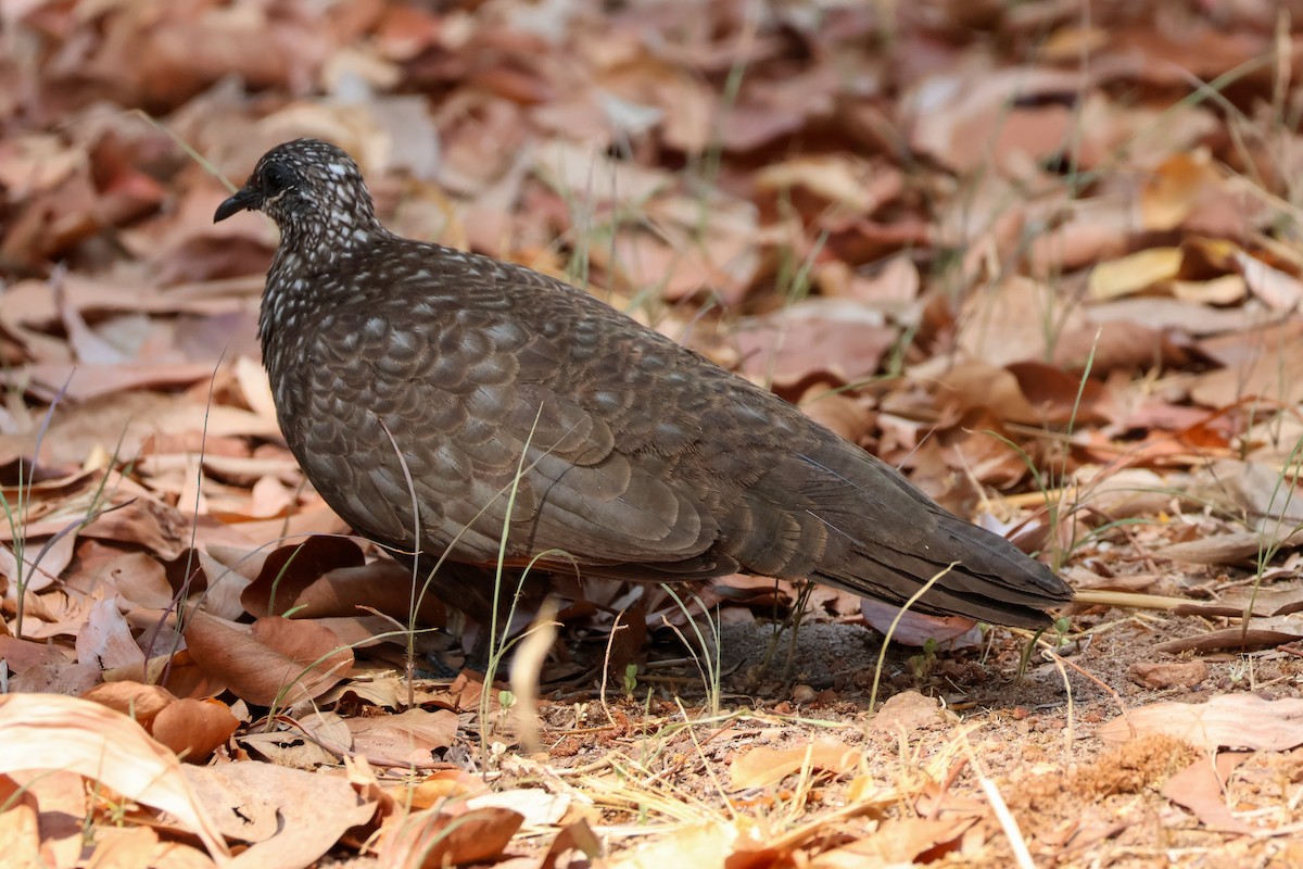 Chestnut-quilled Rock-Pigeon - ML625495721