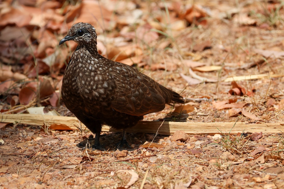 Chestnut-quilled Rock-Pigeon - ML625495722