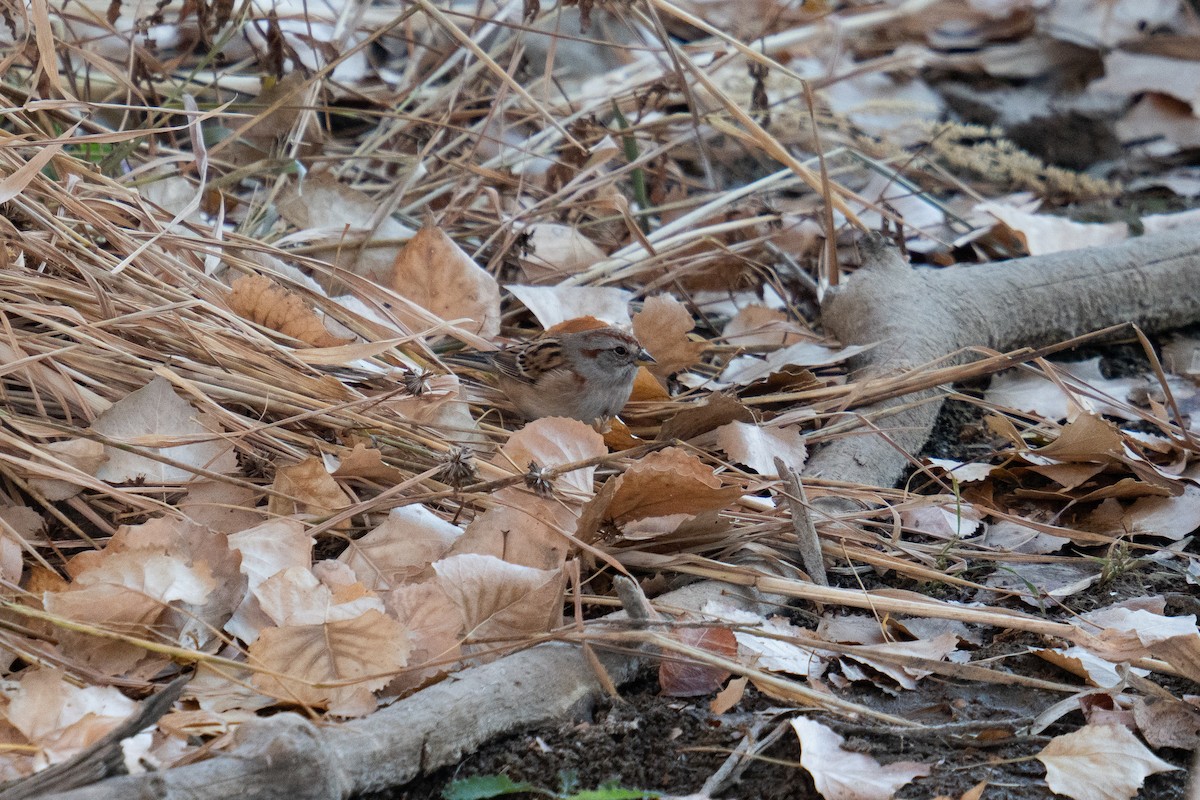 American Tree Sparrow - ML625495747