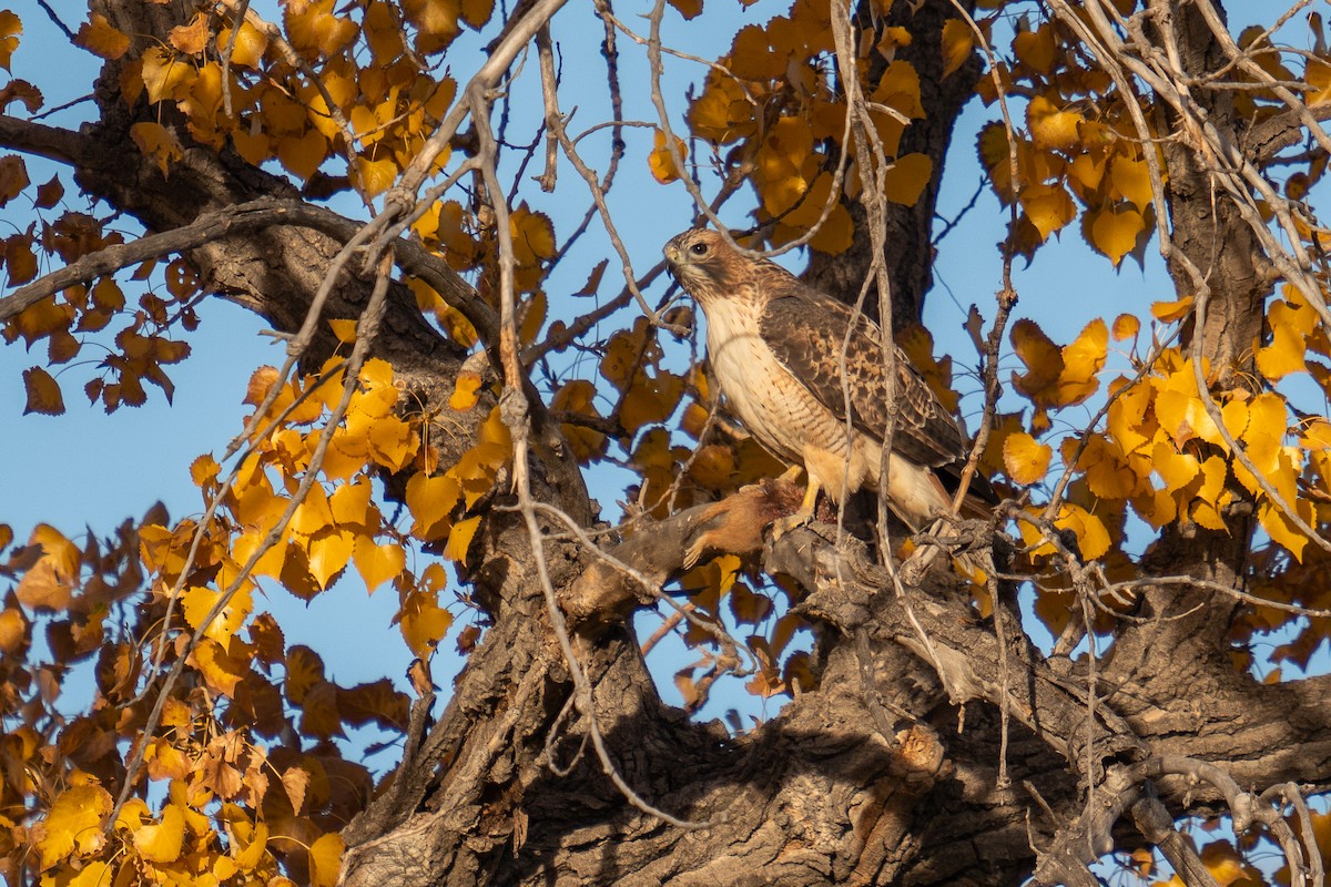 Red-tailed Hawk - ML625495762