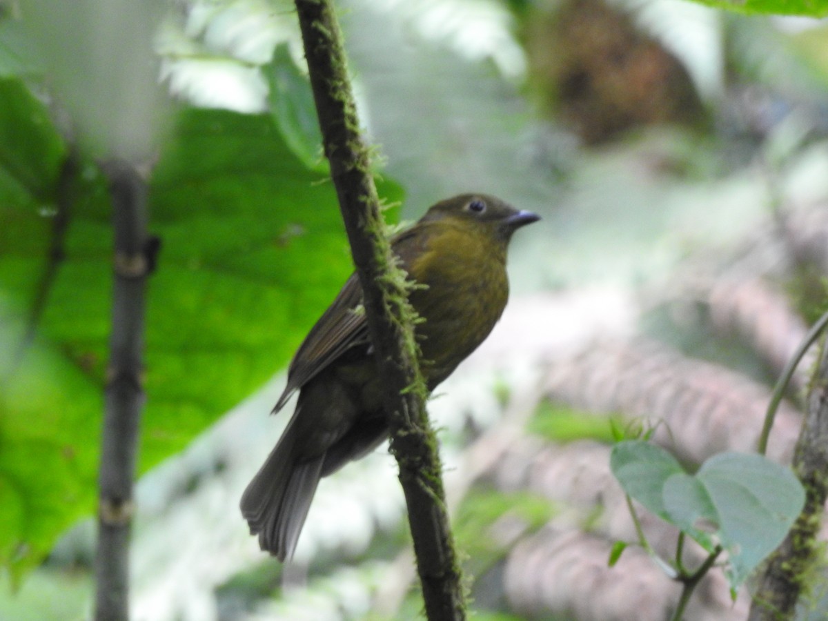 Olivaceous Piha - ML625495806