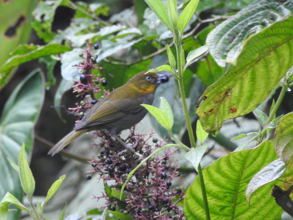 Short-billed Chlorospingus - ML625495834