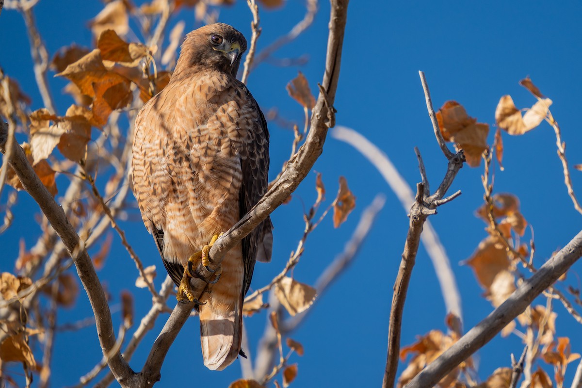 Red-tailed Hawk - ML625495880