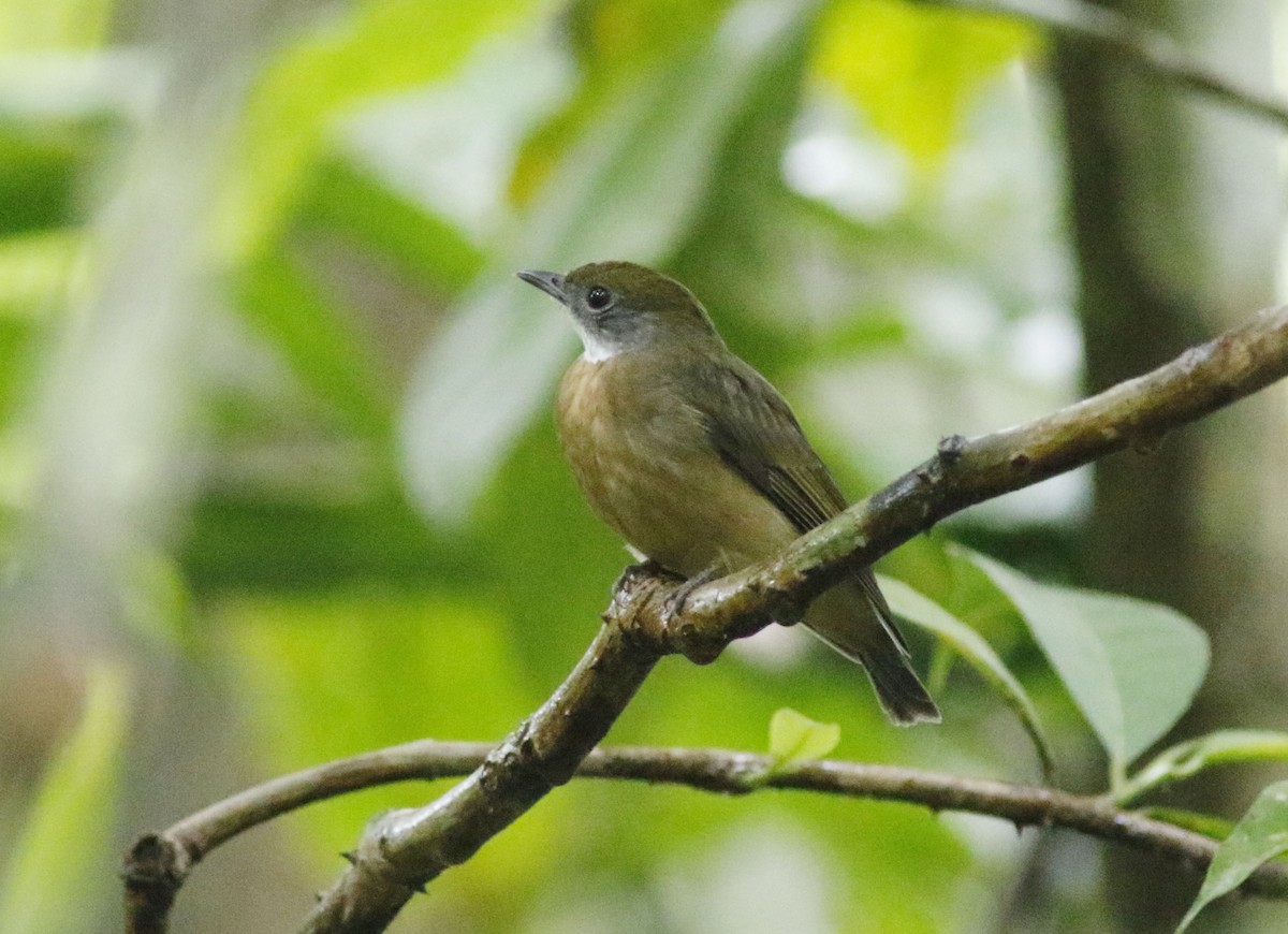 Orange-crowned Manakin - ML625495905