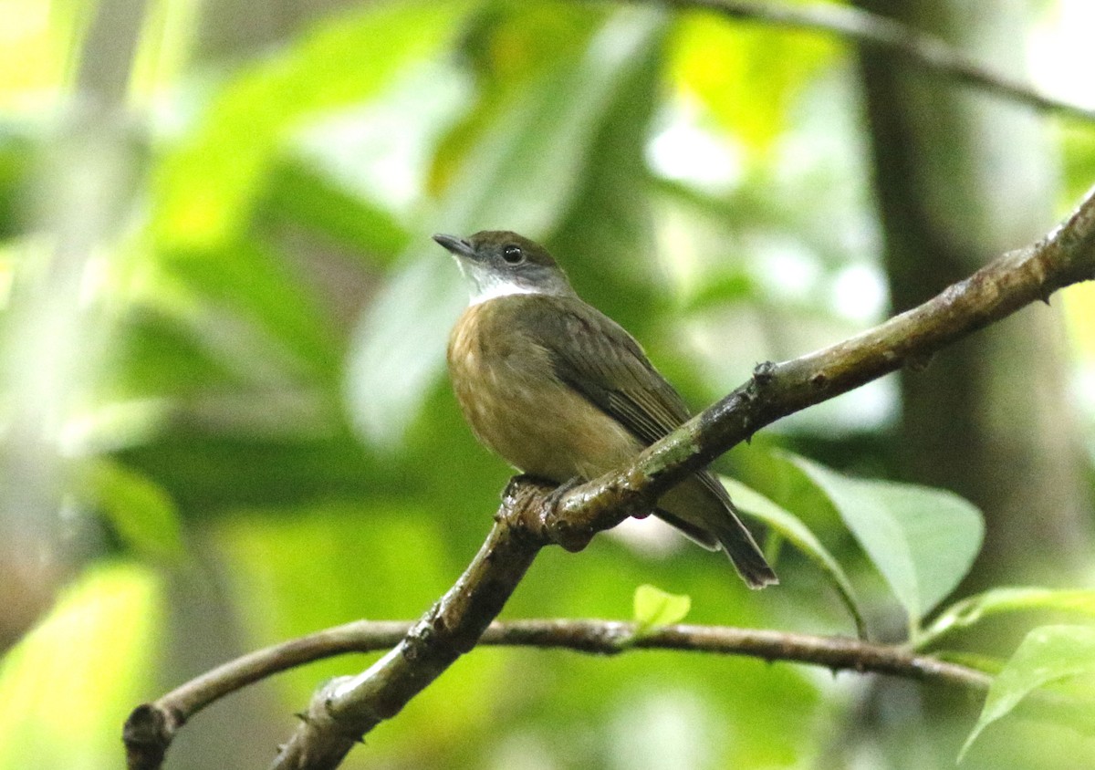 Orange-crowned Manakin - ML625495906