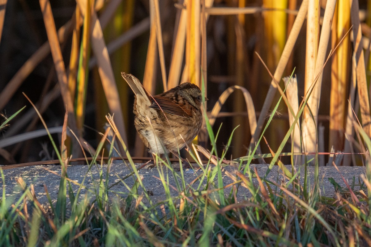 Swamp Sparrow - ML625495942