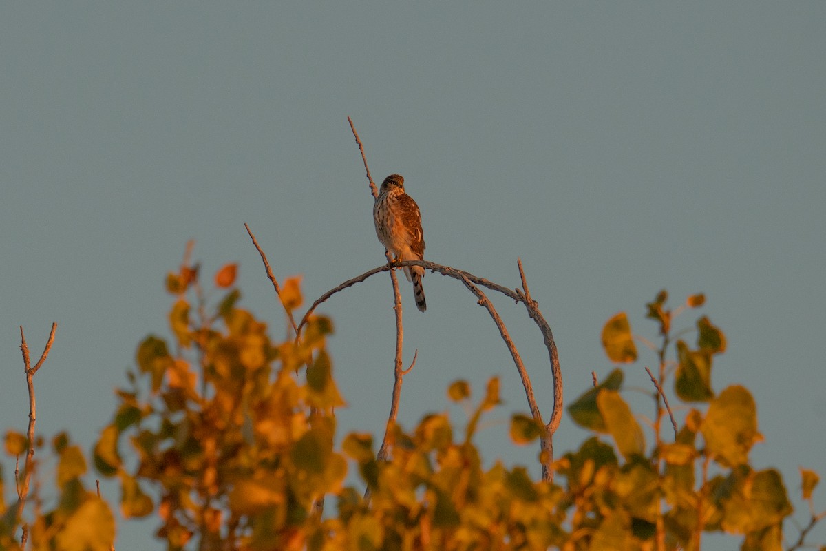 Sharp-shinned Hawk - ML625495973