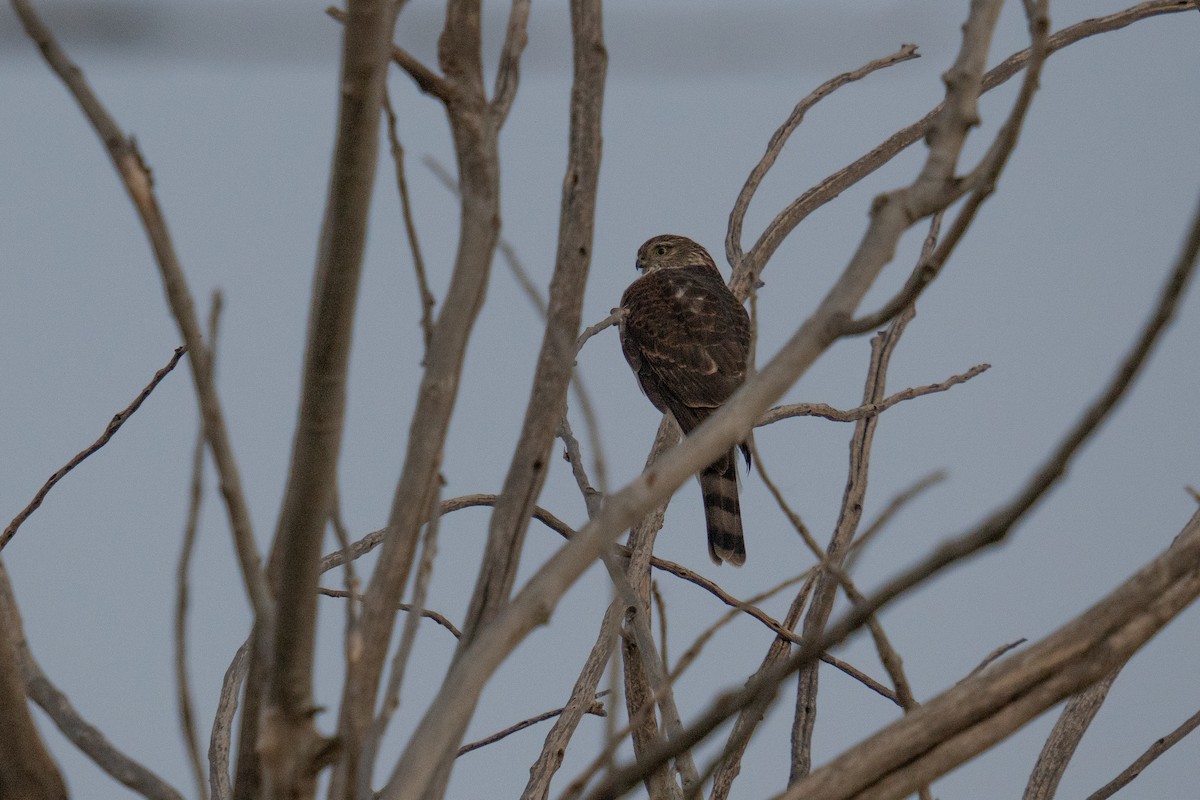 Sharp-shinned Hawk - ML625495992