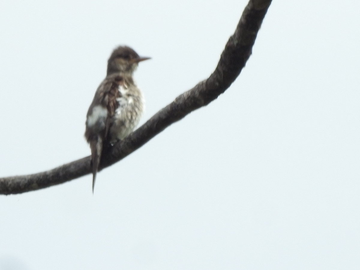 Olive-sided Flycatcher - ML625496059