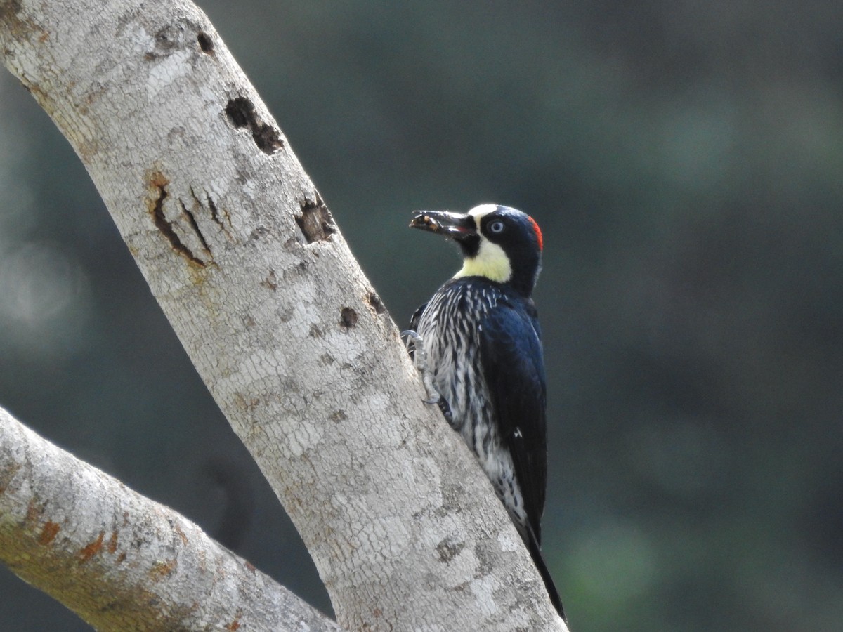 Acorn Woodpecker - ML625496069