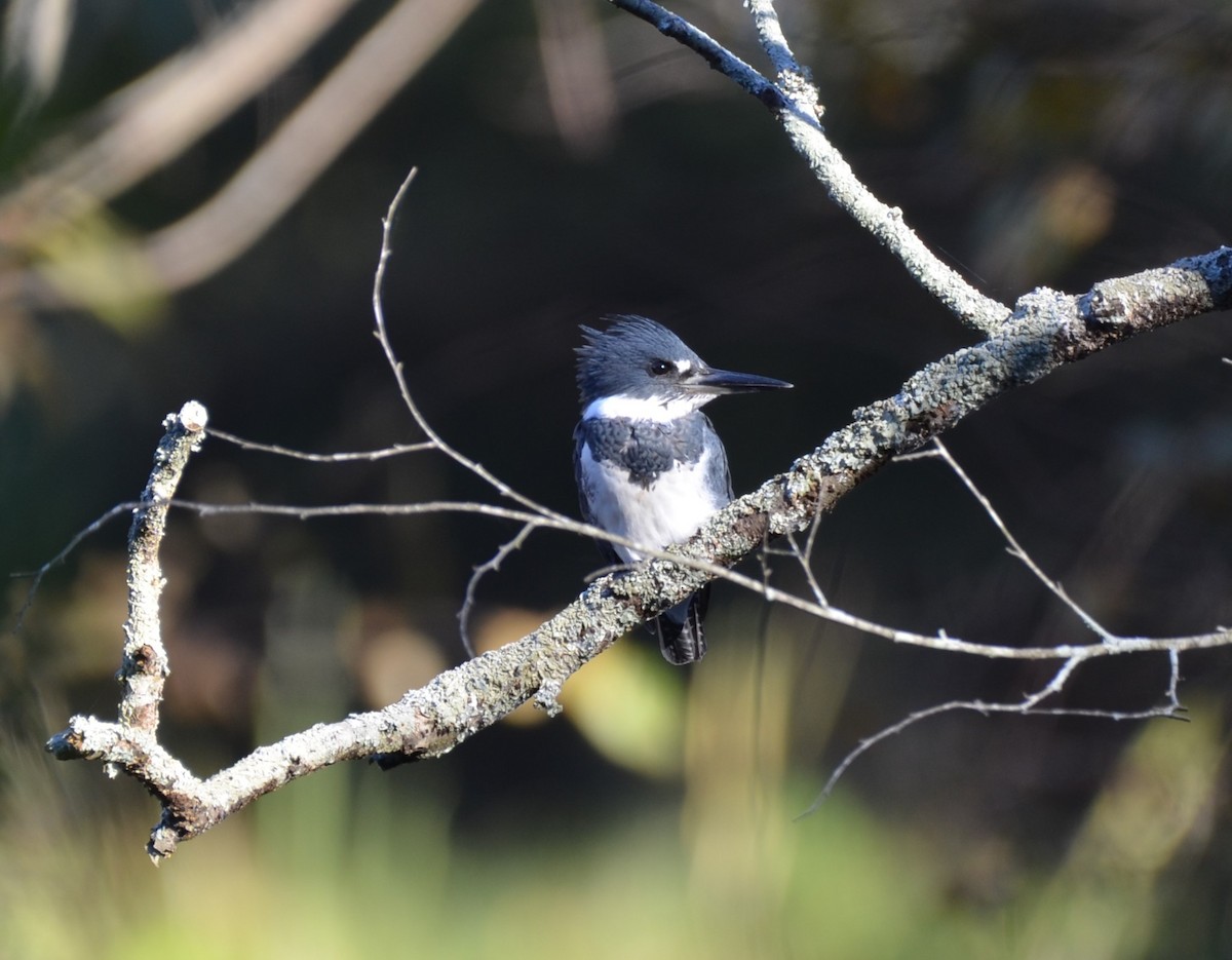 Belted Kingfisher - ML625496152