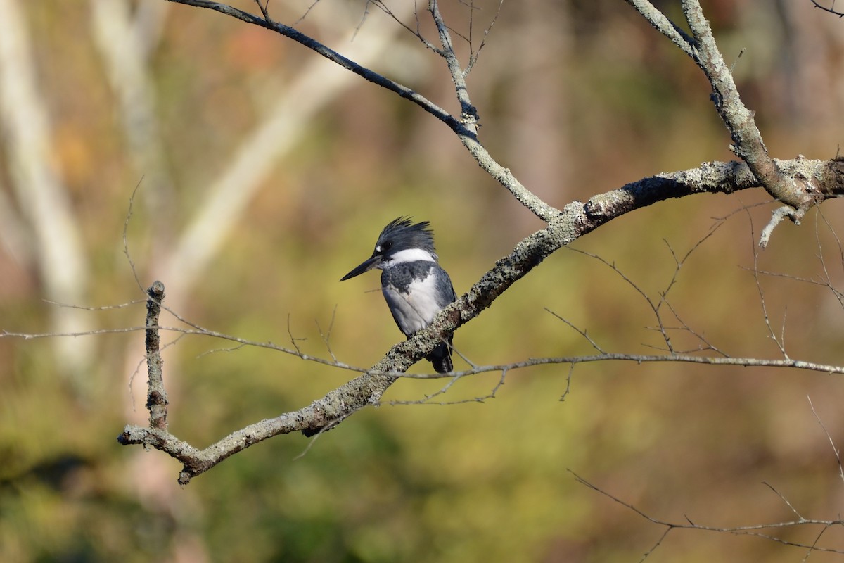 Belted Kingfisher - ML625496153
