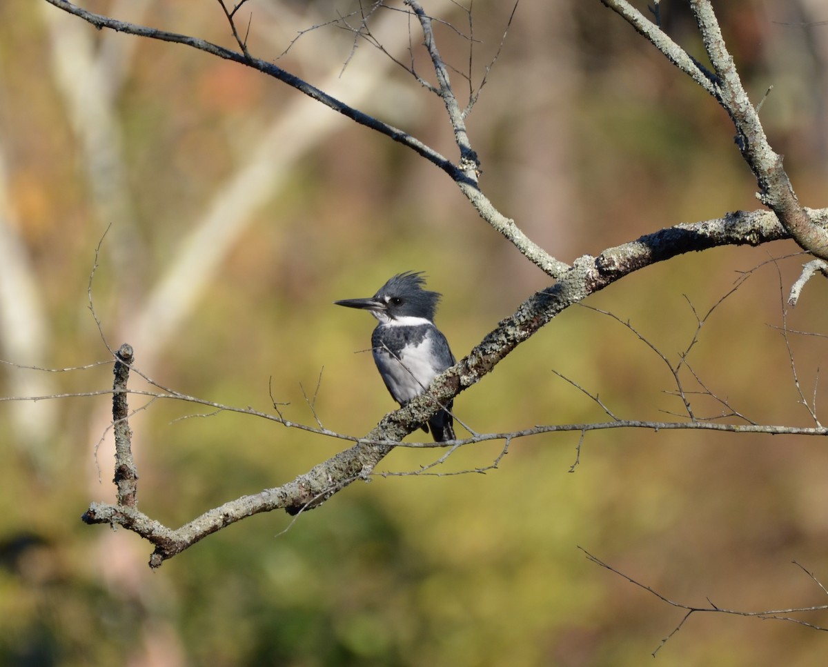 Belted Kingfisher - ML625496154