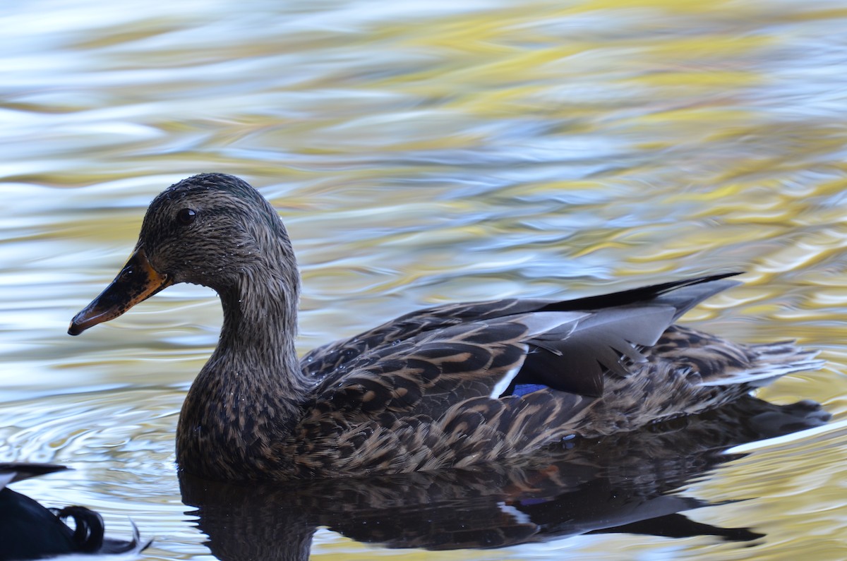 Mallard - ML625496169