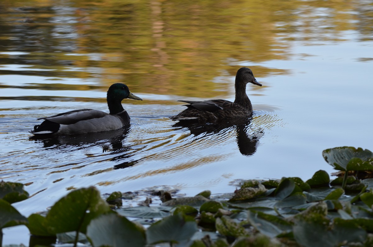 Mallard - ML625496171