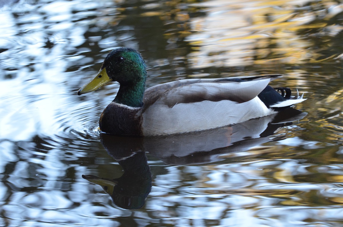 Mallard - ML625496173