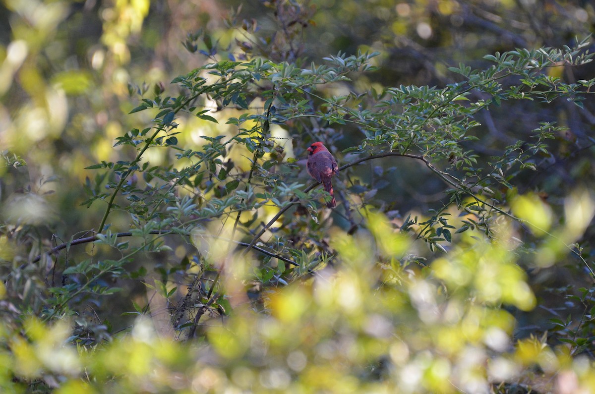 Northern Cardinal - ML625496249