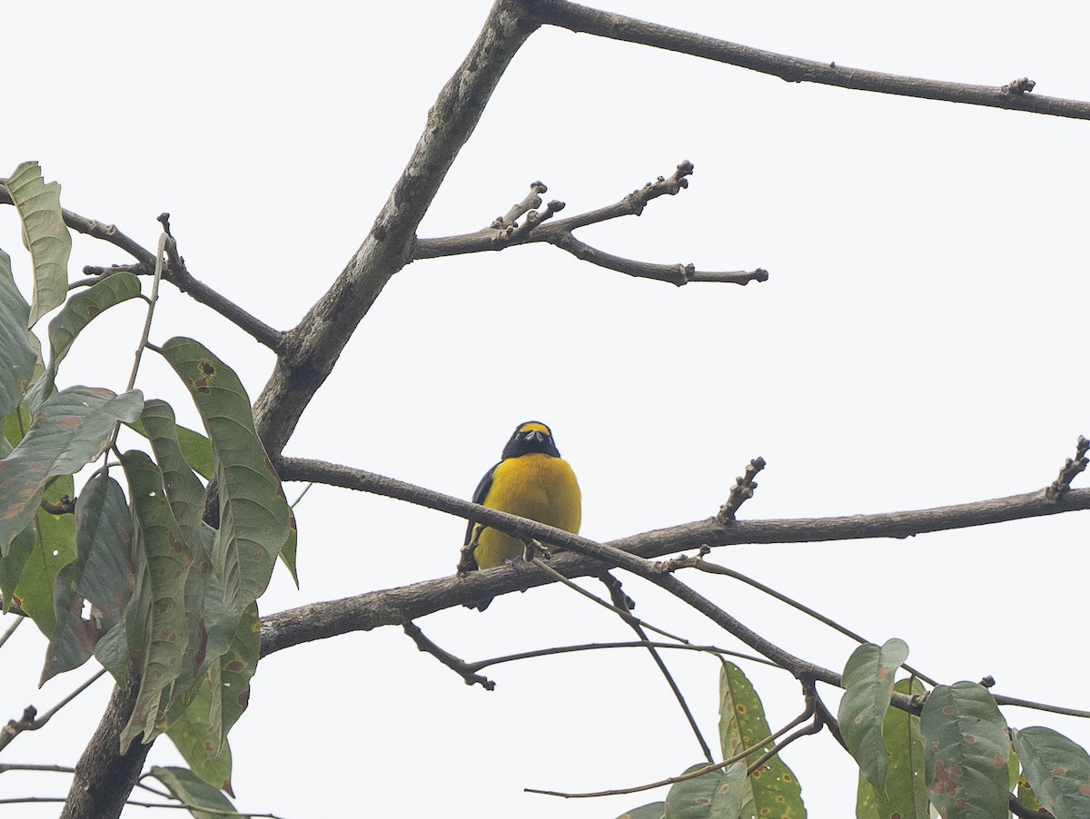 Fulvous-vented Euphonia - ML625496378