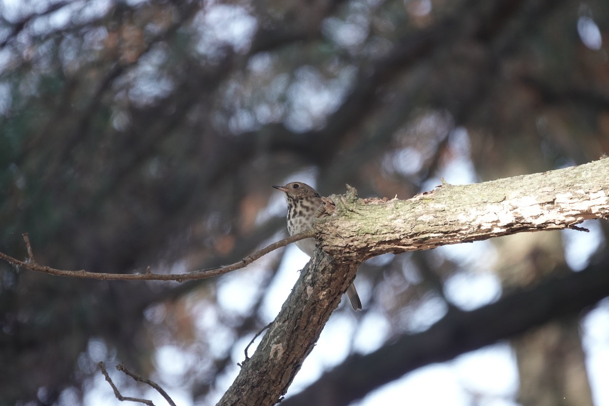 Hermit Thrush - ML625496392