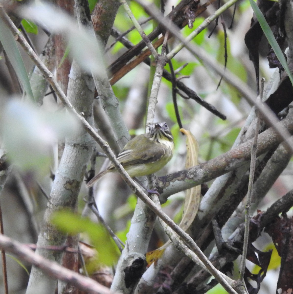 Stripe-necked Tody-Tyrant - ML625496580