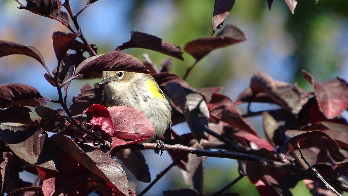 Yellow-rumped Warbler - ML625496582