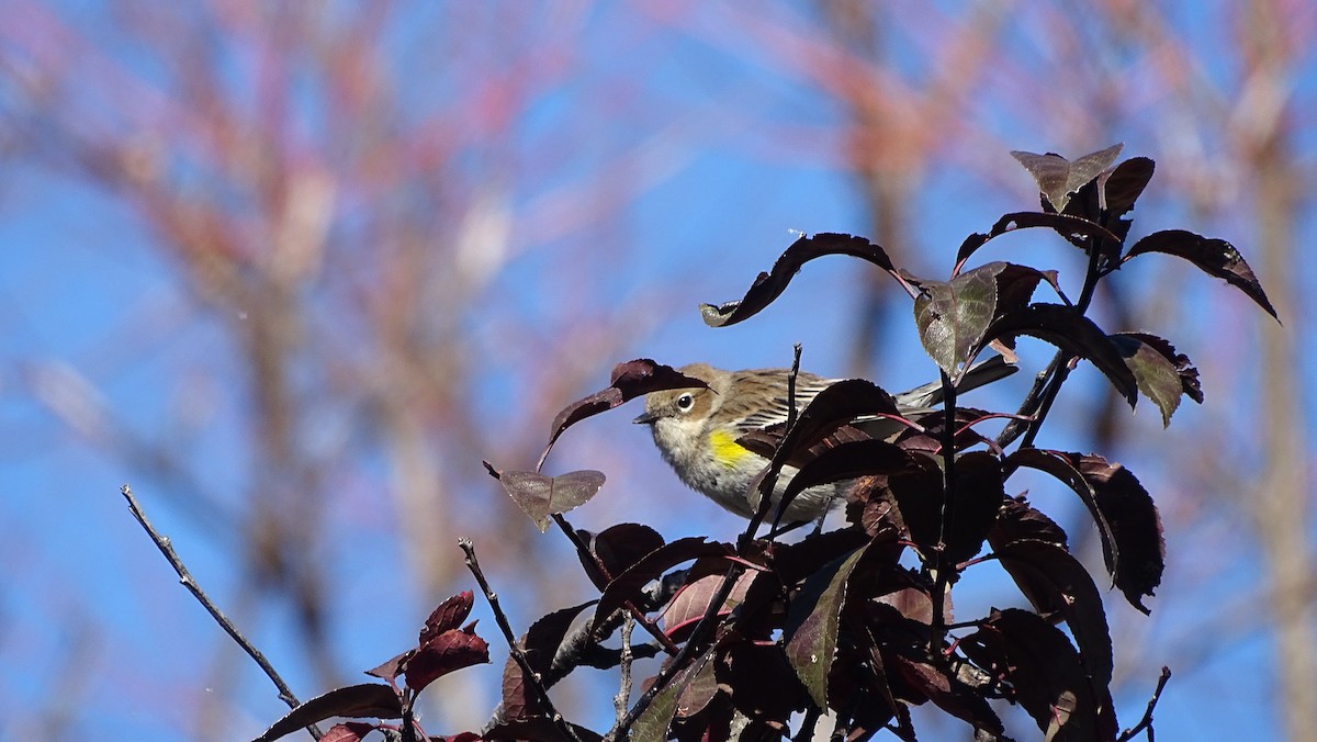 Yellow-rumped Warbler - ML625496583
