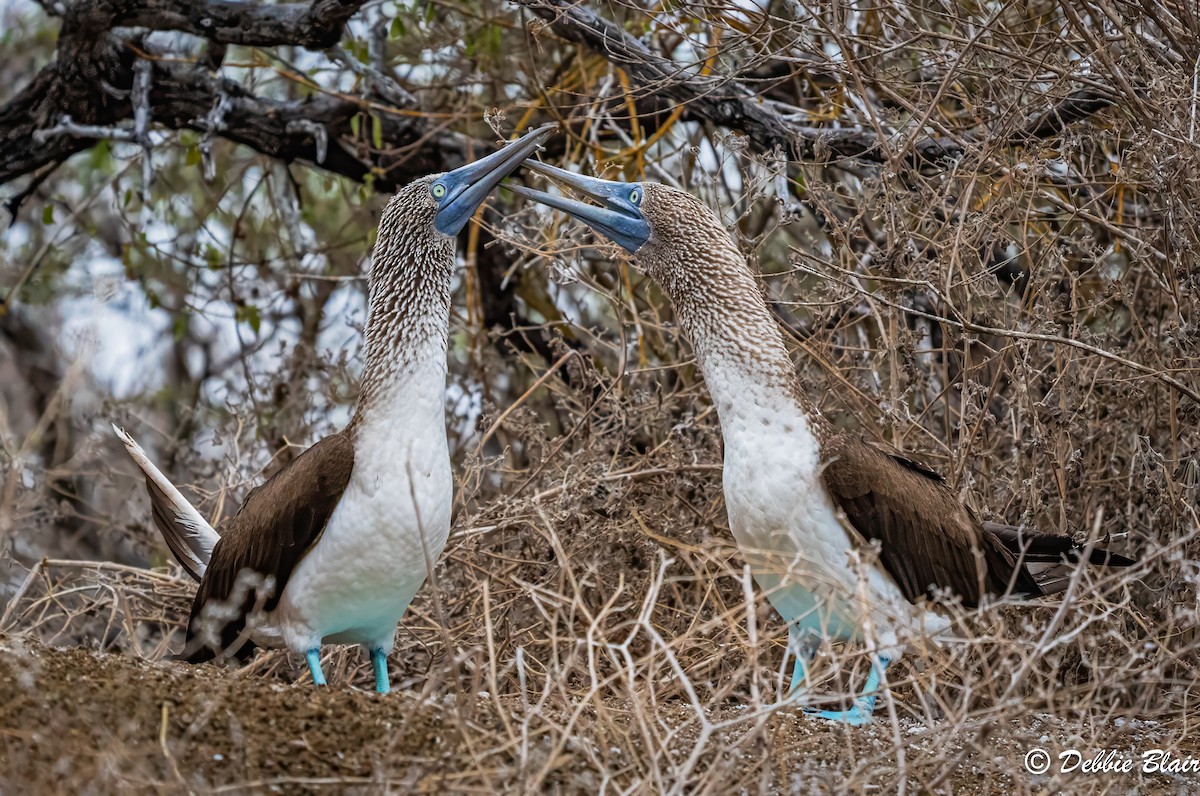 Blue-footed Booby - Debbie Blair