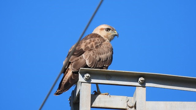 ニシオオノスリ - ML625496728