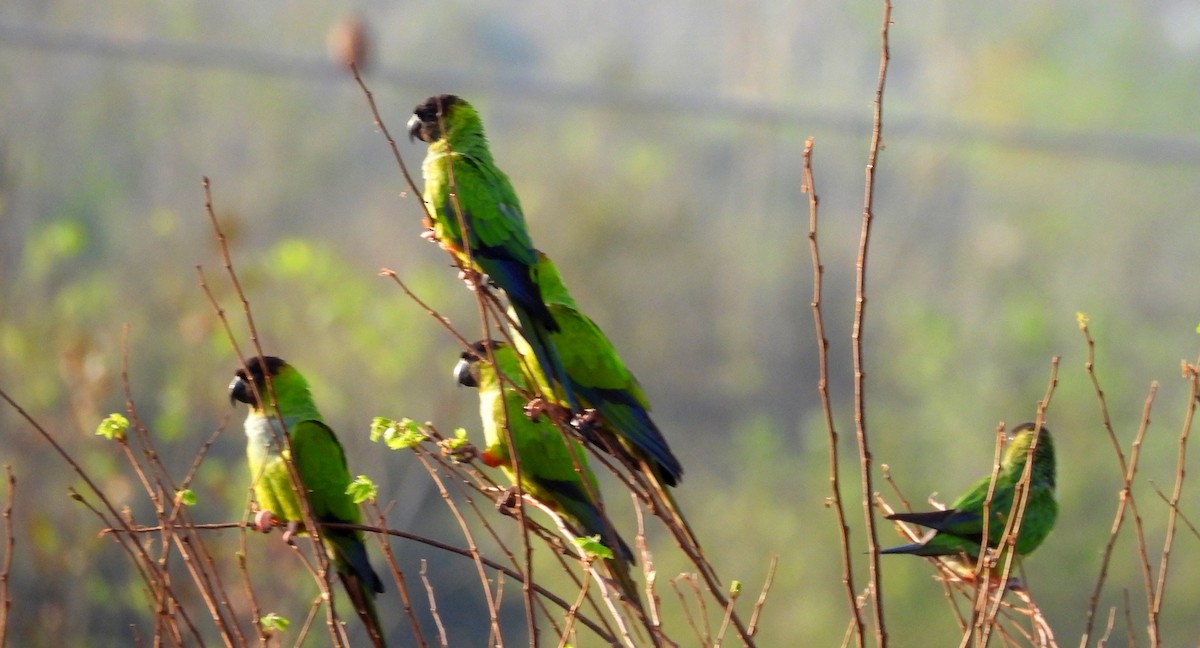 Nanday Parakeet - ML625496761