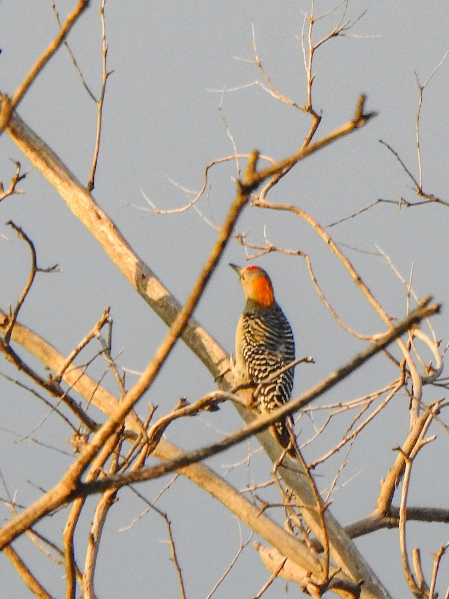 Golden-fronted Woodpecker - ML625496881